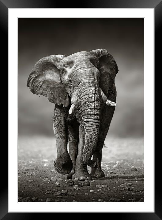 African Elephant approaching from the front Framed Mounted Print by Johan Swanepoel