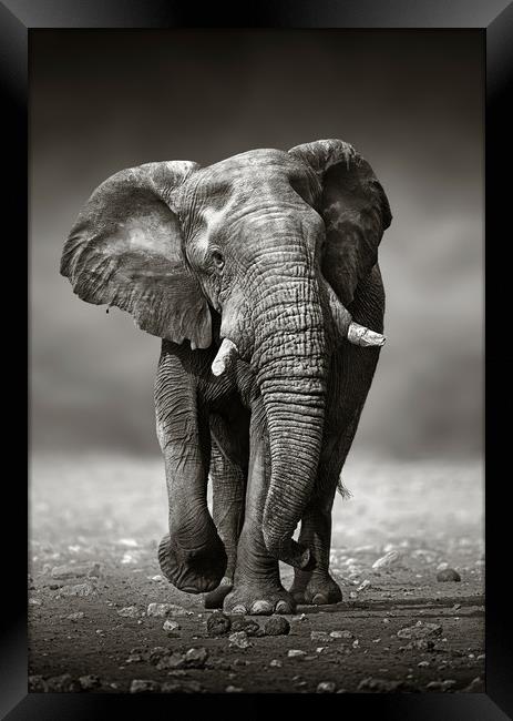 African Elephant approaching from the front Framed Print by Johan Swanepoel