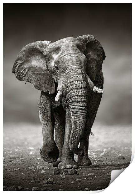 African Elephant approaching from the front Print by Johan Swanepoel