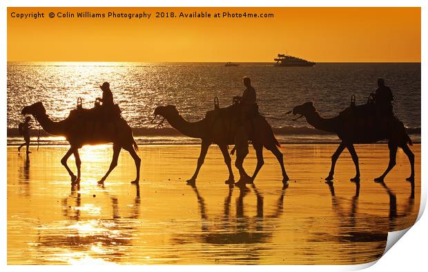Beach Camels at Sunset 2 Print by Colin Williams Photography