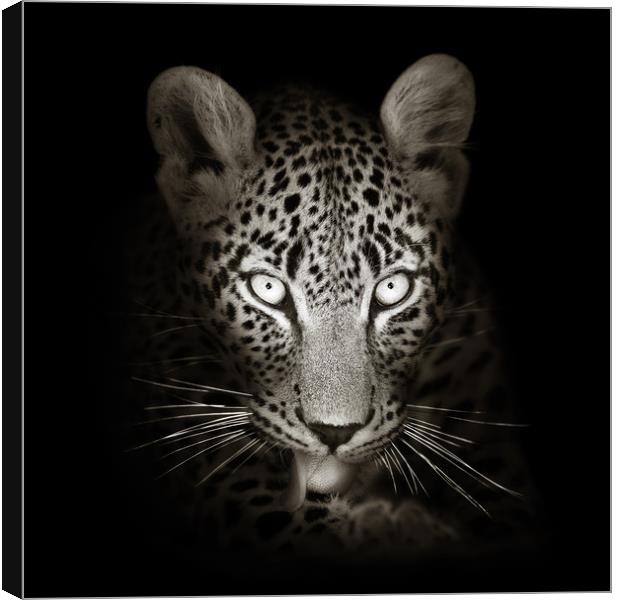 Leopard portrait in the dark Canvas Print by Johan Swanepoel