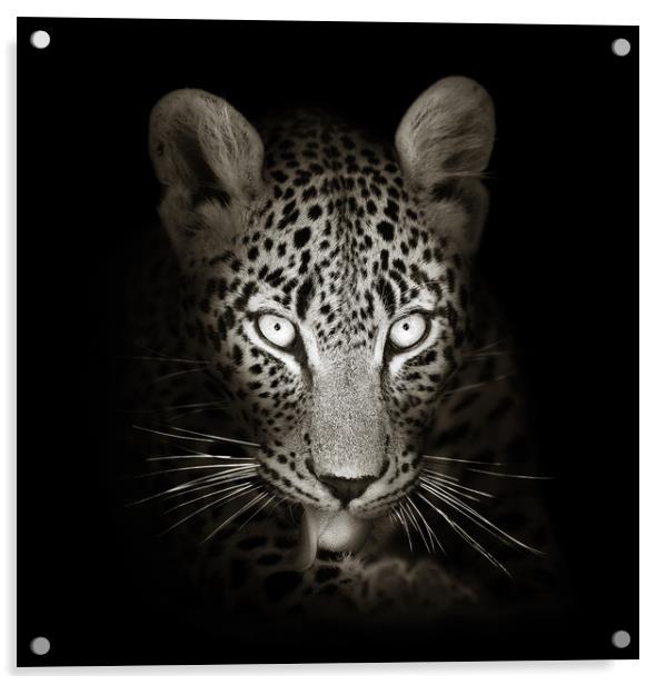 Leopard portrait in the dark Acrylic by Johan Swanepoel