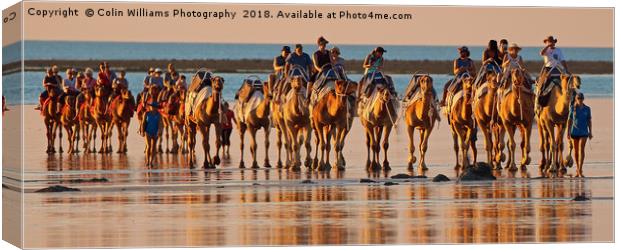 Beach Camels at Sunset 3 Canvas Print by Colin Williams Photography