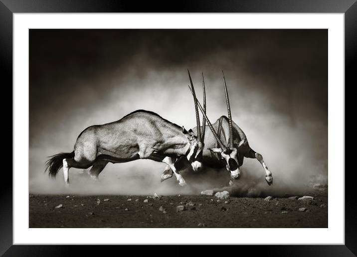Gemsbok fight Framed Mounted Print by Johan Swanepoel