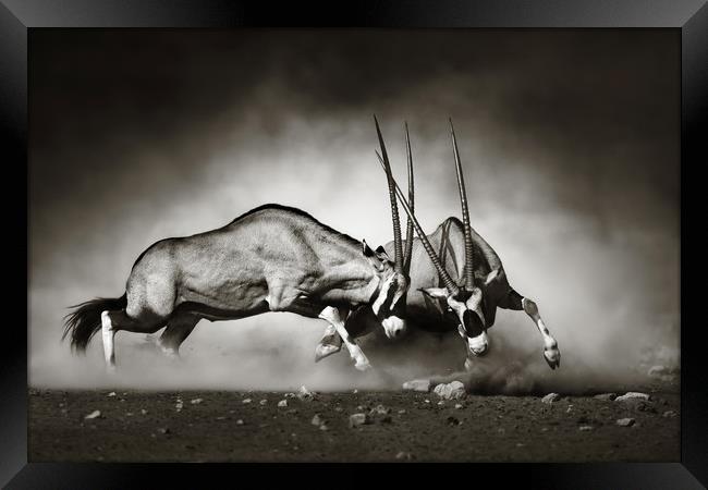 Gemsbok fight Framed Print by Johan Swanepoel