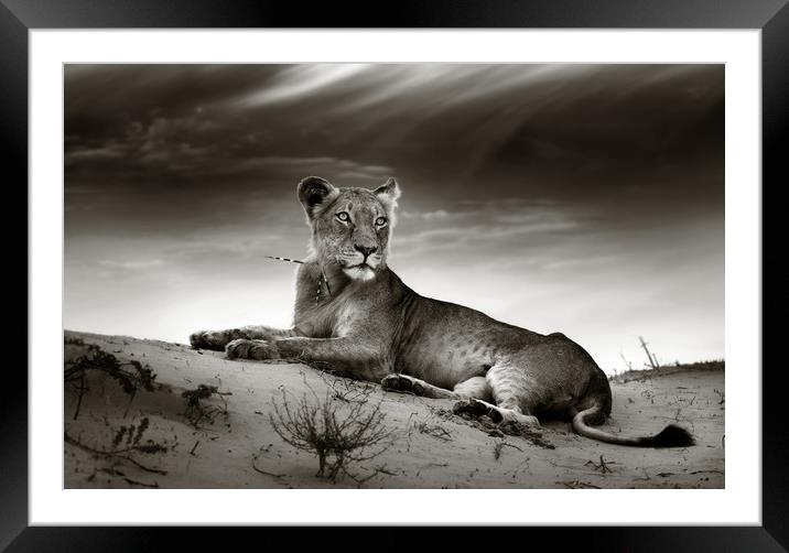 Lioness on desert dune Framed Mounted Print by Johan Swanepoel