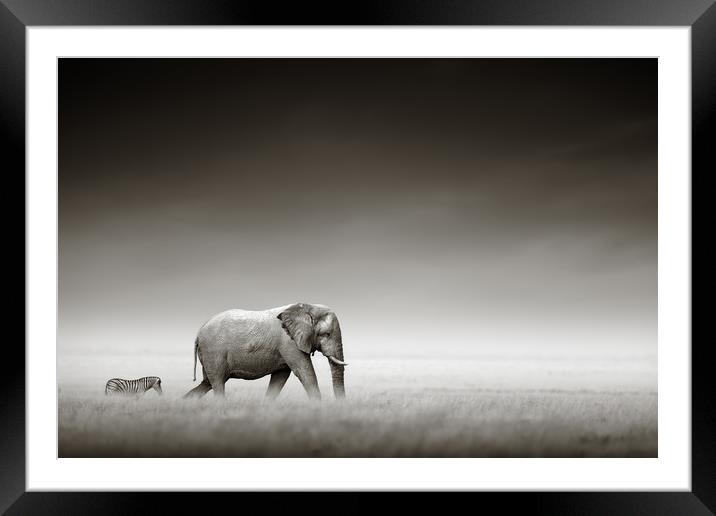 Elephant with zebra (Artistic processing) Framed Mounted Print by Johan Swanepoel