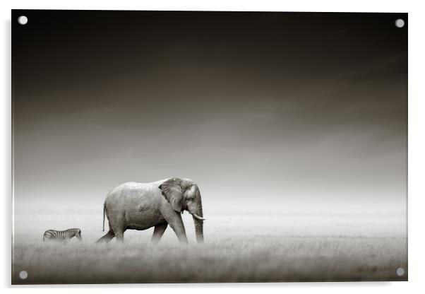 Elephant with zebra (Artistic processing) Acrylic by Johan Swanepoel