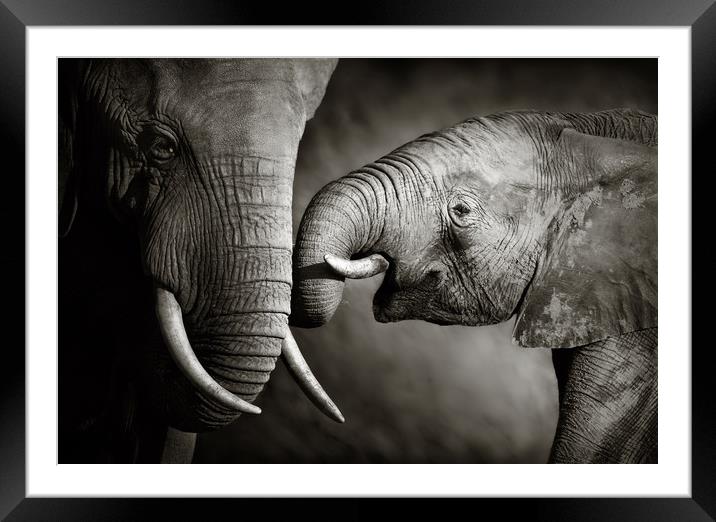 Elephant affection (Artistic processing) Framed Mounted Print by Johan Swanepoel