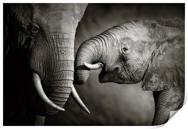 Elephant affection (Artistic processing) Print by Johan Swanepoel