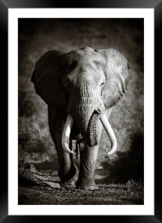 Elephant Bull with huge tusks Framed Mounted Print by Johan Swanepoel