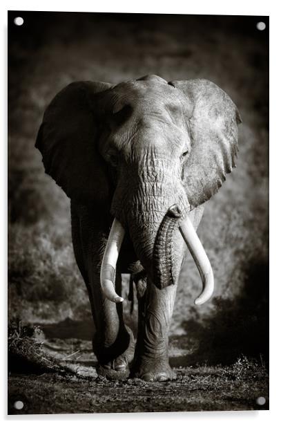 Elephant Bull with huge tusks Acrylic by Johan Swanepoel