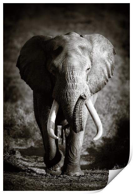 Elephant Bull with huge tusks Print by Johan Swanepoel
