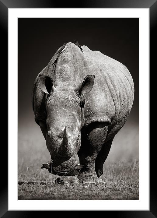 White Rhinoceros  portrait Framed Mounted Print by Johan Swanepoel