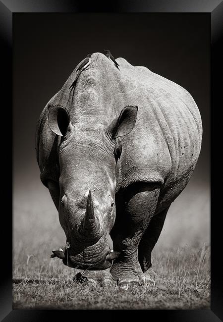 White Rhinoceros  portrait Framed Print by Johan Swanepoel