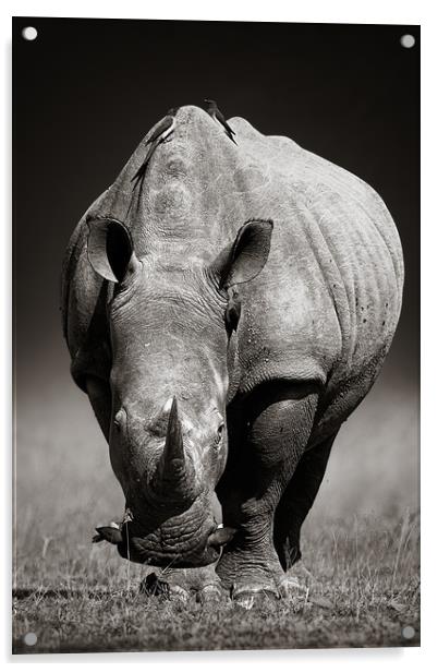 White Rhinoceros  portrait Acrylic by Johan Swanepoel
