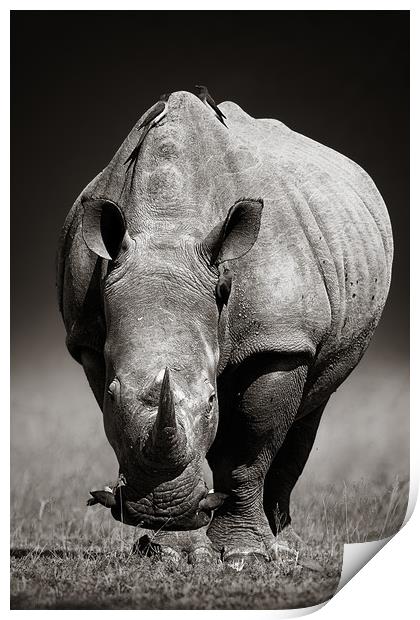 White Rhinoceros  portrait Print by Johan Swanepoel