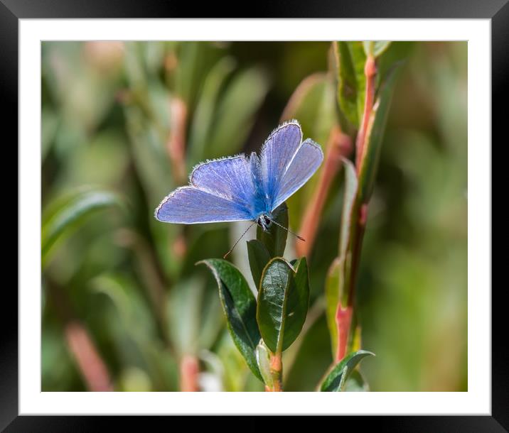 Silver-Studded Blue Butterfly. Framed Mounted Print by Colin Allen