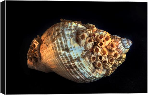 Common whelk and barnacles Canvas Print by Leighton Collins