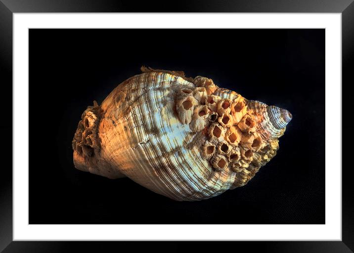 Common whelk and barnacles Framed Mounted Print by Leighton Collins