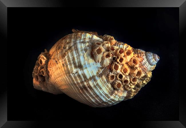 Common whelk and barnacles Framed Print by Leighton Collins