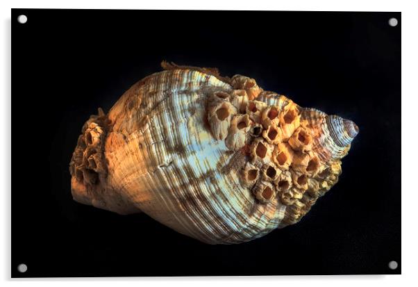 Common whelk and barnacles Acrylic by Leighton Collins