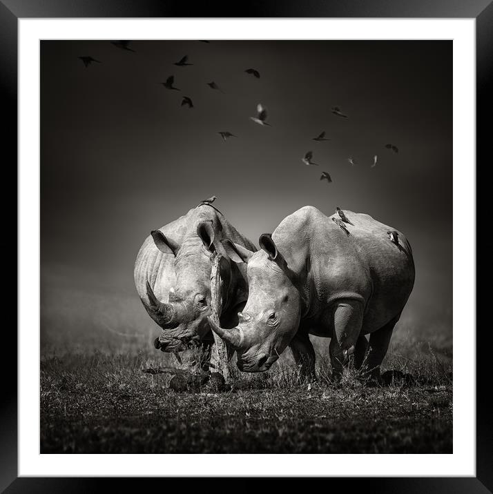 White Rhinoceros with birds Framed Mounted Print by Johan Swanepoel