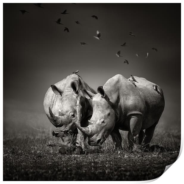 White Rhinoceros with birds Print by Johan Swanepoel