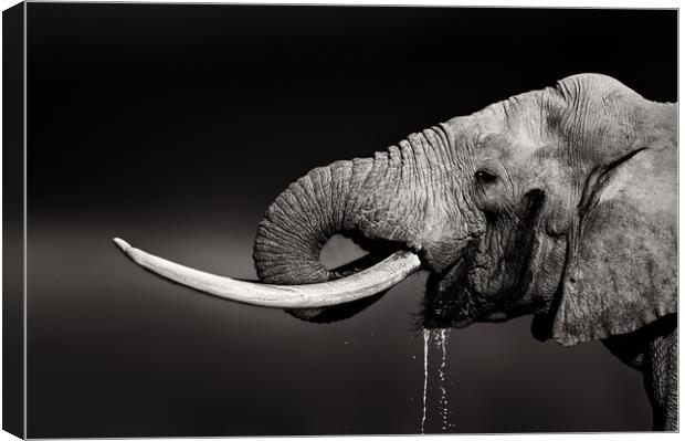 Elephant bull drinking water Canvas Print by Johan Swanepoel