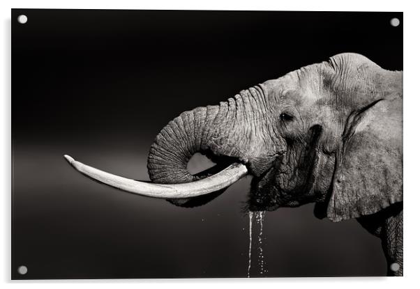 Elephant bull drinking water Acrylic by Johan Swanepoel