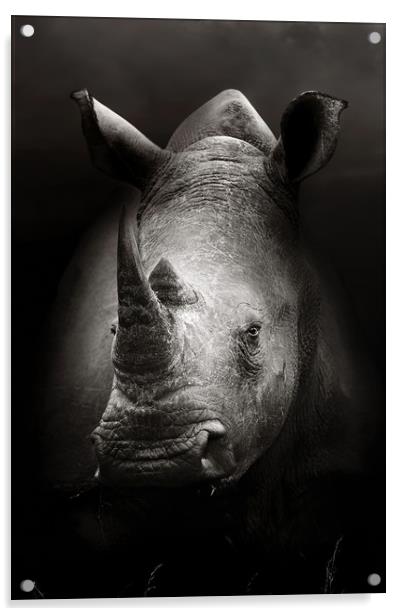Rhinoceros portrait close-up Acrylic by Johan Swanepoel