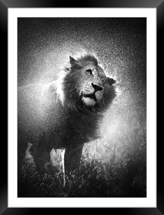 Lion shaking water from mane Framed Mounted Print by Johan Swanepoel