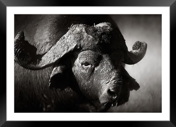 African buffalo portrait (Syncerus caffer) - Kruge Framed Mounted Print by Johan Swanepoel