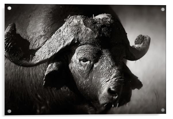 African buffalo portrait (Syncerus caffer) - Kruge Acrylic by Johan Swanepoel