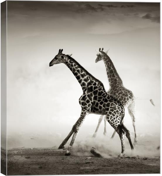 Majestic Giraffe Stampede Canvas Print by Johan Swanepoel