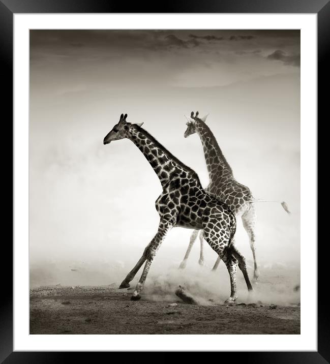 Majestic Giraffe Stampede Framed Mounted Print by Johan Swanepoel