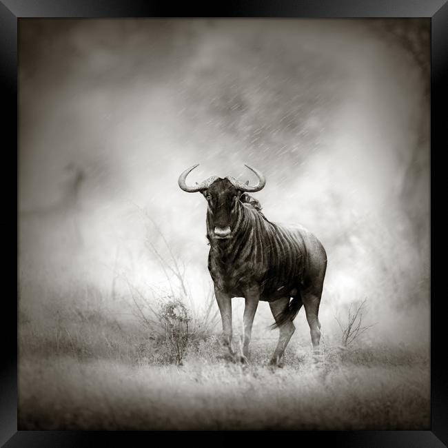 Blue Wildebeest in rainstorm Framed Print by Johan Swanepoel