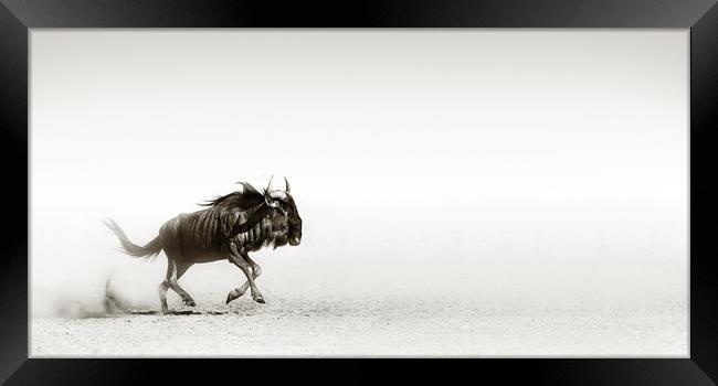 Blue wildebeest in desert Framed Print by Johan Swanepoel