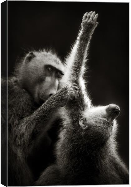 Chacma Baboons Grooming Canvas Print by Johan Swanepoel