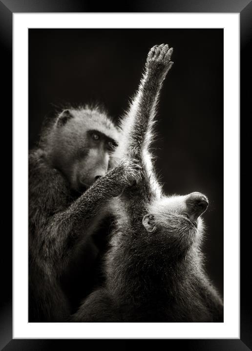 Chacma Baboons Grooming Framed Mounted Print by Johan Swanepoel