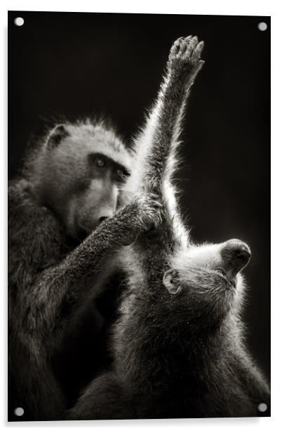 Chacma Baboons Grooming Acrylic by Johan Swanepoel