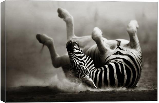 Zebra rolling in the dust Canvas Print by Johan Swanepoel