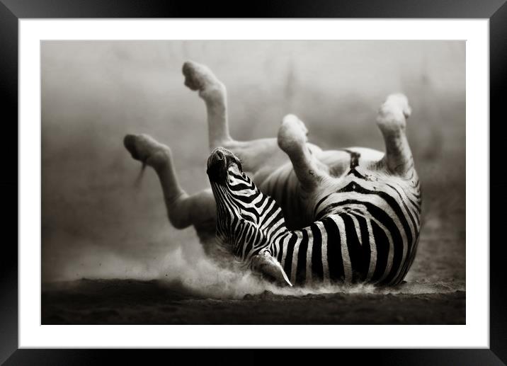 Zebra rolling in the dust Framed Mounted Print by Johan Swanepoel