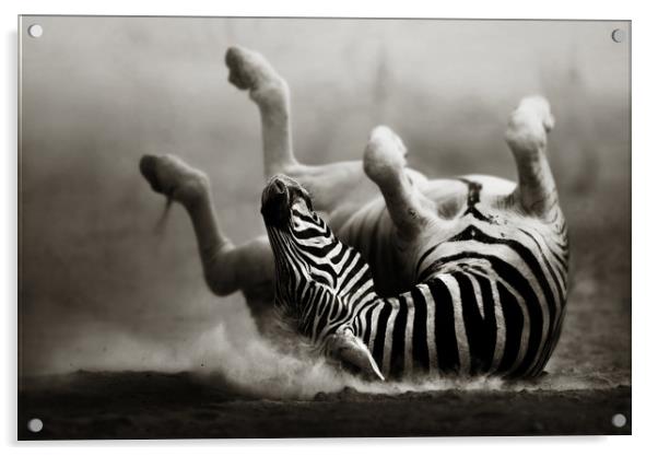 Zebra rolling in the dust Acrylic by Johan Swanepoel