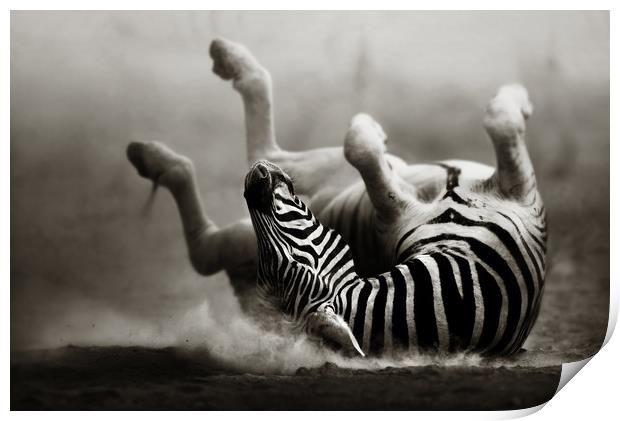 Zebra rolling in the dust Print by Johan Swanepoel