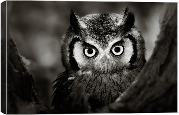Whitefaced Owl portrait Canvas Print by Johan Swanepoel