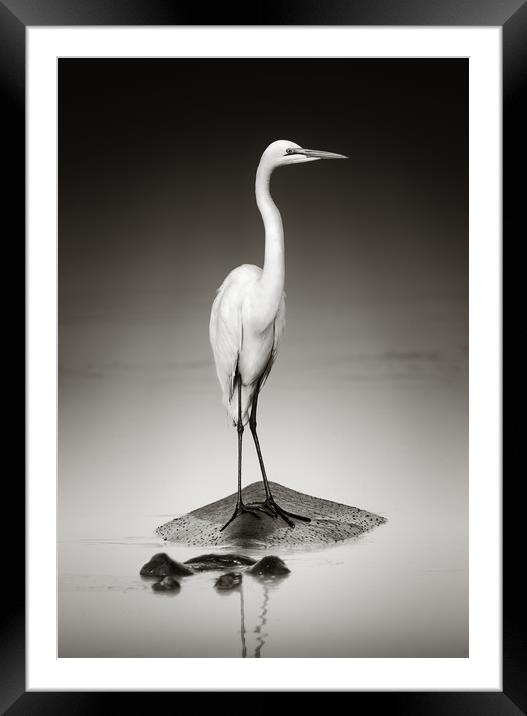 Great white egret perched on Hippopotamus Framed Mounted Print by Johan Swanepoel