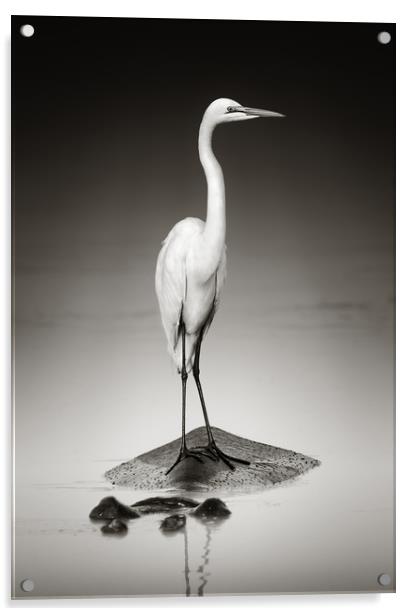 Great white egret perched on Hippopotamus Acrylic by Johan Swanepoel