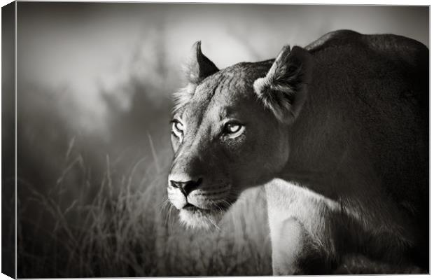 Lioness stalking Canvas Print by Johan Swanepoel