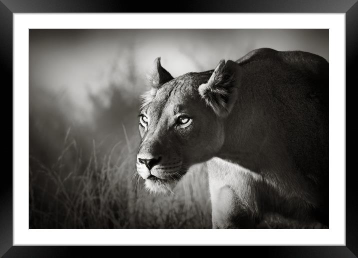 Lioness stalking Framed Mounted Print by Johan Swanepoel